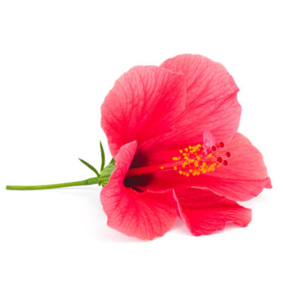 Hibiscus flower powder