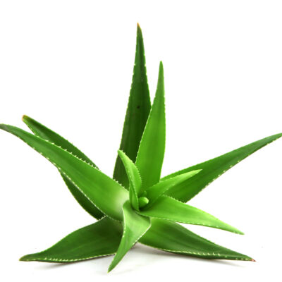 Aloe Vera Powder